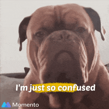 a picture of a dog with the words i 'm just so confused