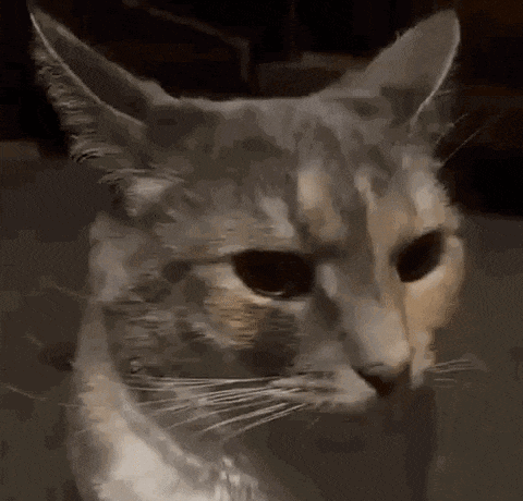 a close up of a cat 's face with a very angry look on its face .