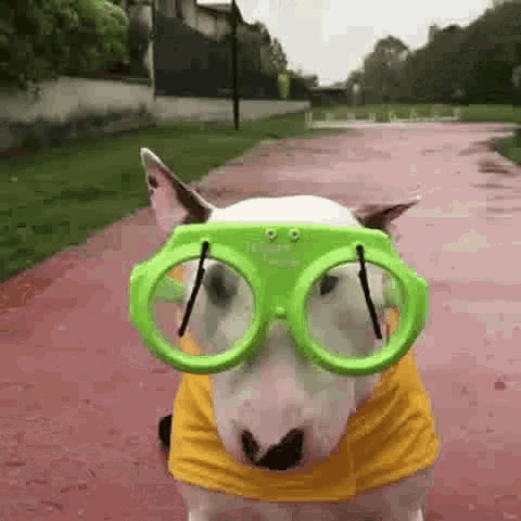 Glasses Dog GIF - Glasses Dog Windshield Wipers GIFs
