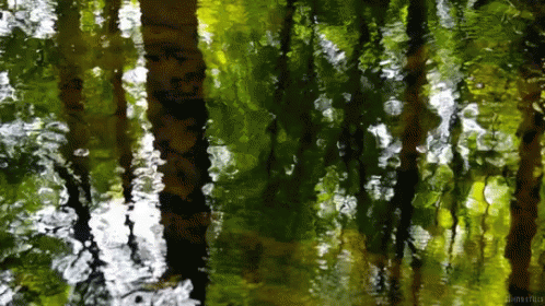 Trees Reflections GIF - Trees Reflections GIFs