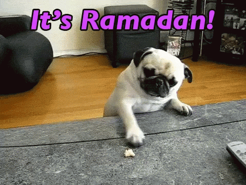 Its Ramadan GIF - Fasting Dog Hungry GIFs