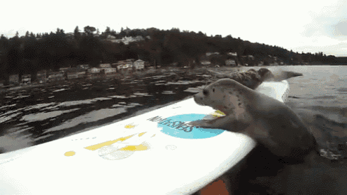 Seal Of Slippery  GIF - Seal Surfboard Slip GIFs