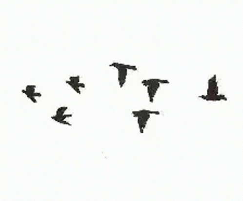 Birds Flying GIF - Birds Flying Silhouette GIFs