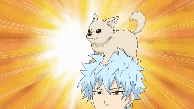 a chihuahua is sitting on the head of a man