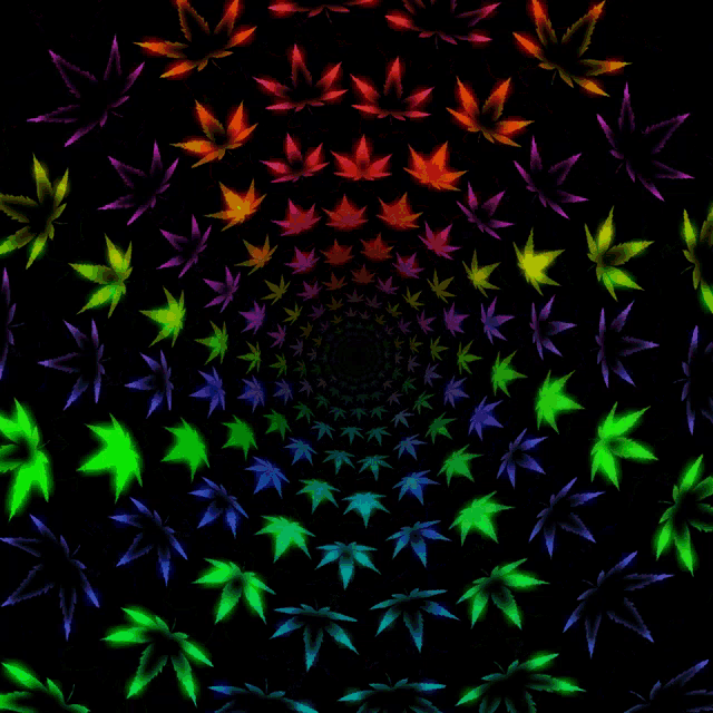 colorful marijuana leaves on a black background in a spiral