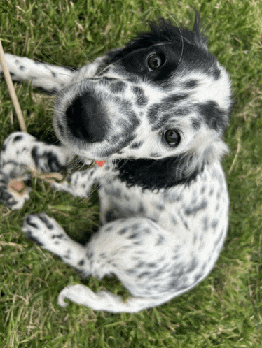 a black and white dog is laying in the grass