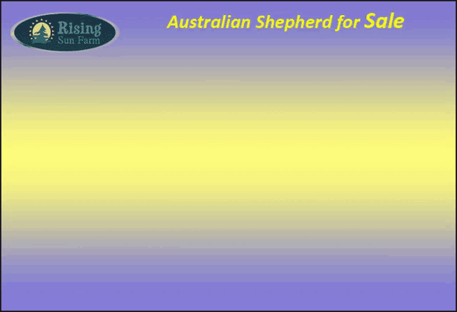 a rising sun farm advertisement for australian shepherd for sale