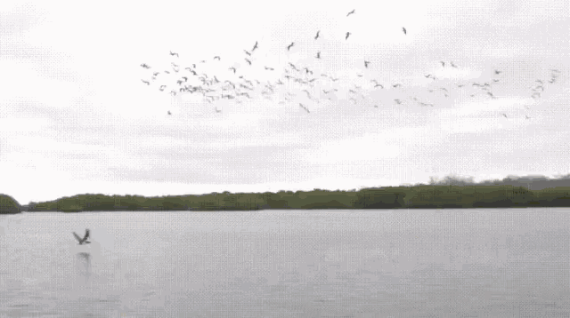 a large flock of birds are flying over a lake