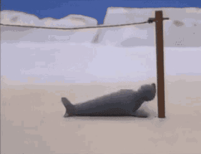 a seal laying on the ground with the word rofl written on the bottom