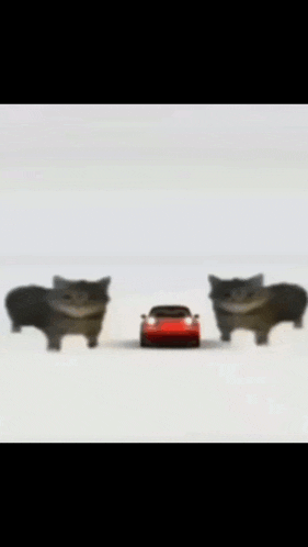two cats are standing next to a red mazda miata car