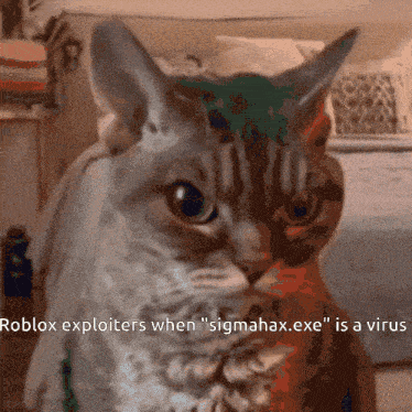 a picture of a cat with the words " blox exploiters when " sigmahax.exe " is a virus " below it