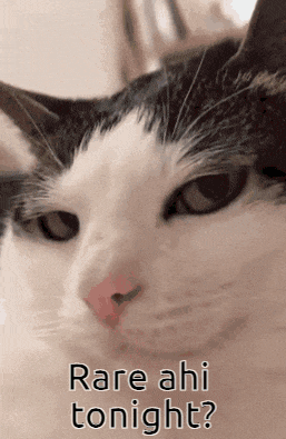 a close up of a cat 's face with the words rare ahi tonight written below it