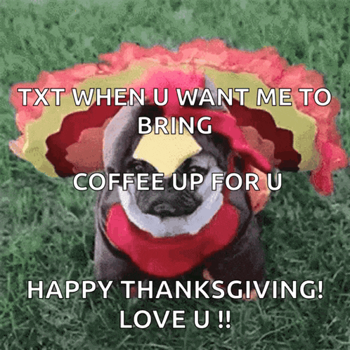 a pug dressed as a turkey with a piece of cheese on its head