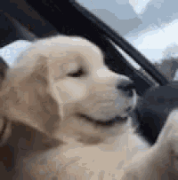 a dog is sitting in the back seat of a car .