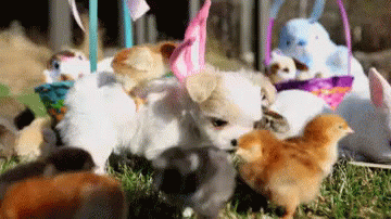 Bunny Ears GIF - Bunny Ears Chics Puppies GIFs