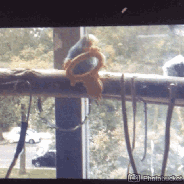 a picture of a bird sitting on a branch with the words photobucket on the bottom