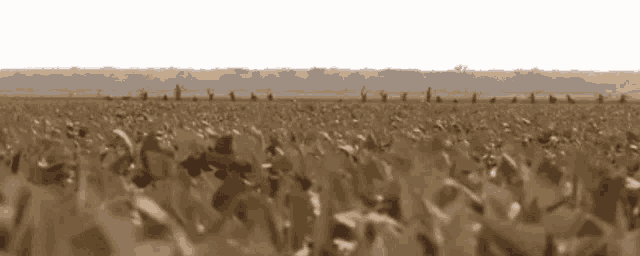 a field with a fence in the background and a few birds in the distance