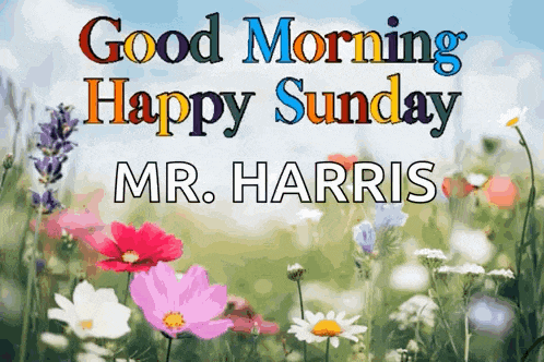 a field of flowers with the words good morning happy sunday mr. harris
