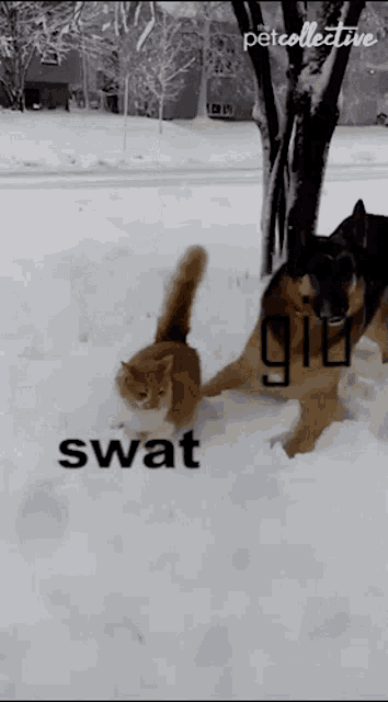 a cat and a dog are playing in the snow with swat written on the bottom