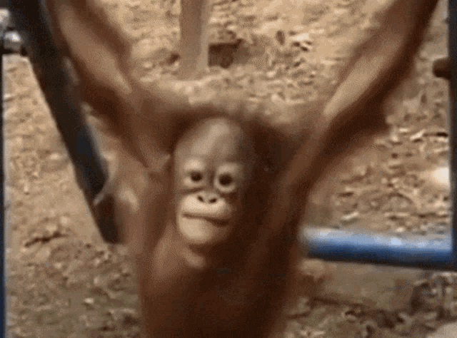 a monkey is hanging upside down with its arms outstretched and looking at the camera