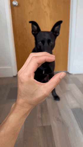 Target Dog Trick GIF - Target Dog Trick Snoot GIFs
