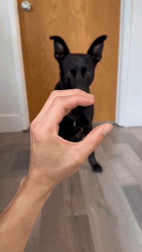 a person 's hand is reaching out towards a black dog in front of a door