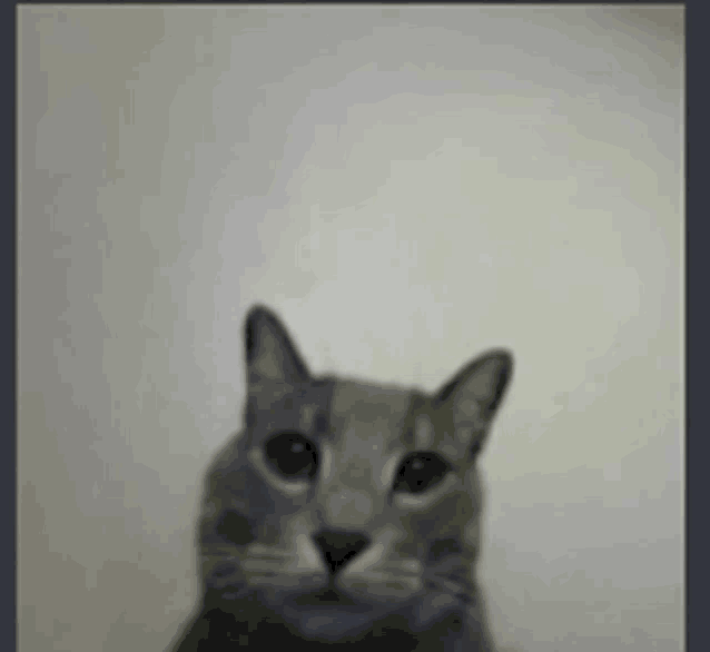 a close up of a cat 's face against a white wall