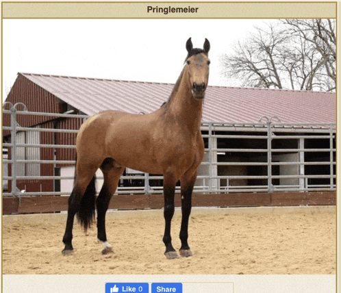 a picture of a horse named pringlemeier
