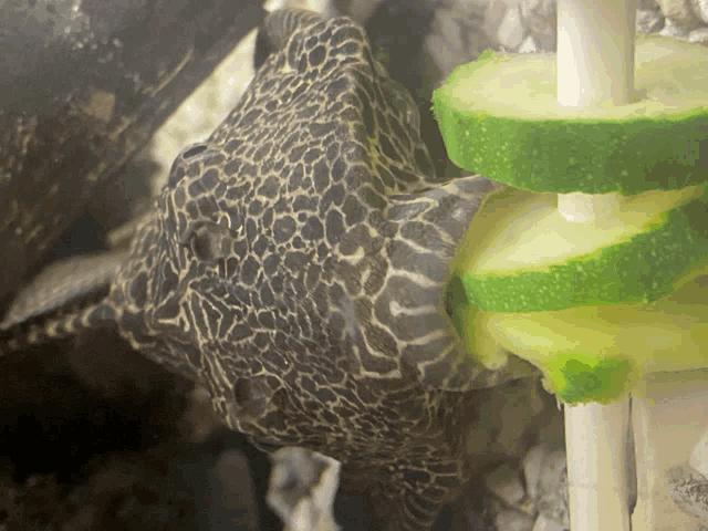 a close up of a fish with a leopard print