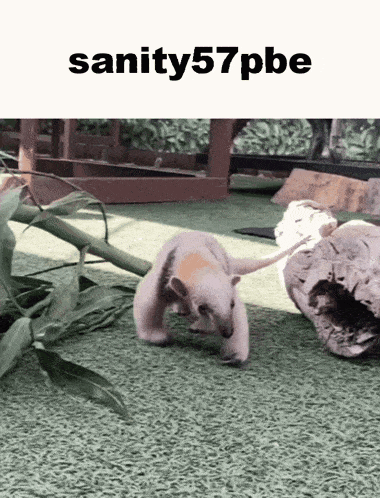a picture of a baby aardvark with the words sanity57pbe on the bottom