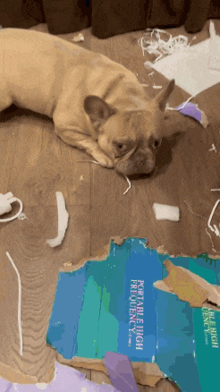 a dog is laying on the floor next to a portable high frequency speaker