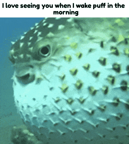 Shrimple Puffer GIF - Shrimple Puffer Fish GIFs