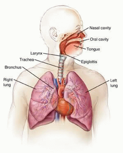 Respiratory System GIF - Respiratory System GIFs