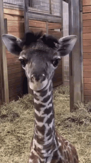 Funny Animals Toung Out GIF - Funny Animals Toung Out Stick GIFs
