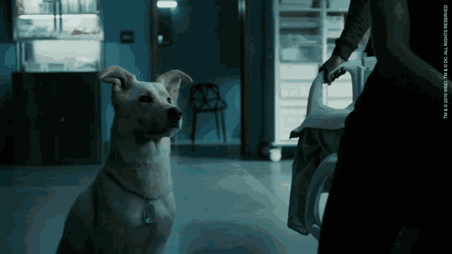 a dog sitting in a dark room with a watermark that says tm & 2010 wbei tm & dc