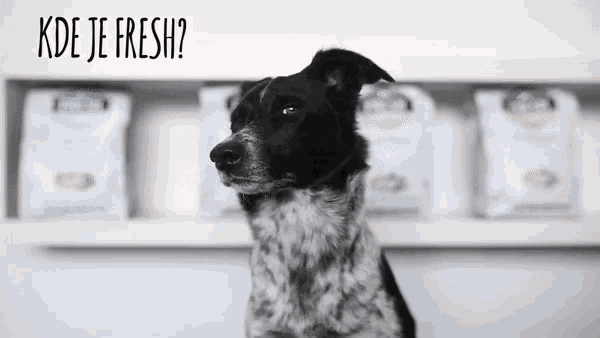 a black and white dog sitting in front of a sign that says kde je fresh ?