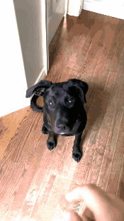 Boop Willow GIF - Boop Willow Lab Mix GIFs