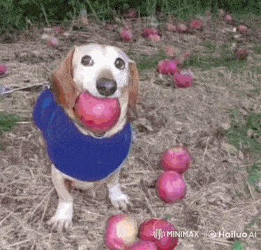 a dog wearing a blue sweater is holding a red apple in its mouth