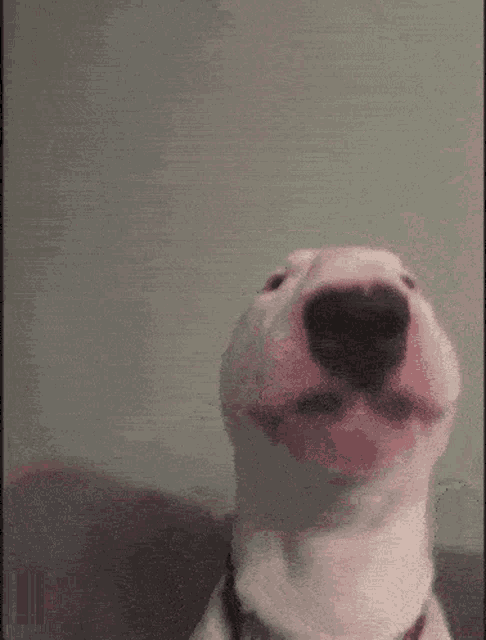 a close up of a dog with a pink nose
