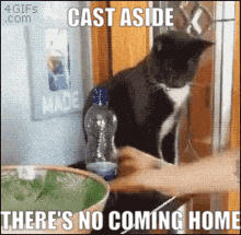 a cat sitting on a counter with a caption that says " cast aside "