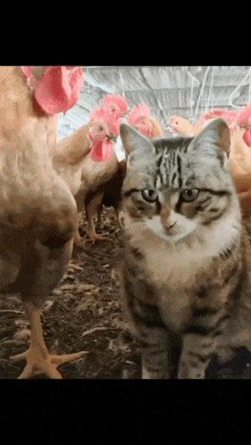 a cat standing in a chicken coop with chickens behind it