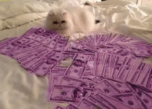 Cash Cat GIF - Cash Cat Money GIFs