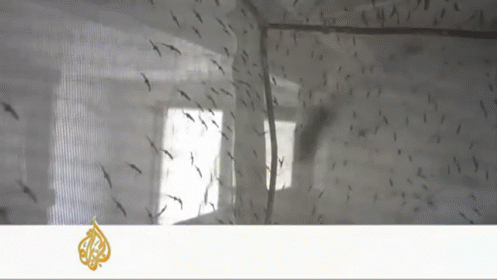 Malaria May Be A Thing Of The Past If U.S. Researchers Have Anything To Say. GIF - News Mosquitoes Malaria GIFs