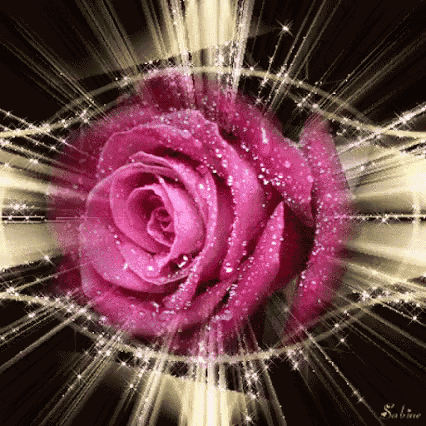 a pink rose with water drops on it is surrounded by sparkly lights