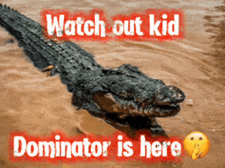 a picture of a crocodile with the words watch out kid dominator is here