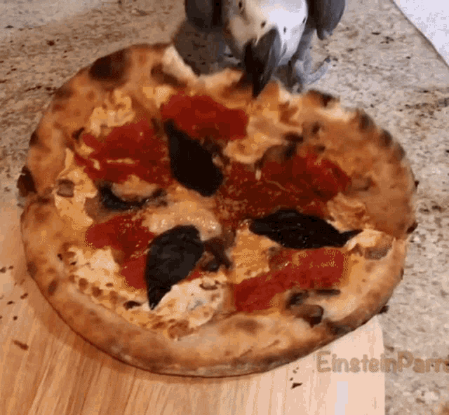 Parrot Pizza GIF - Parrot Pizza Einsteinparrot GIFs