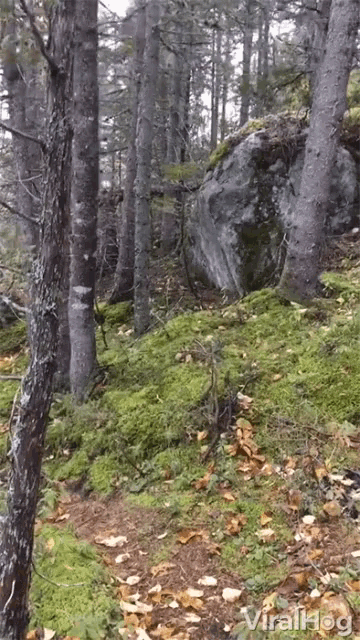 Forest Tree GIF - Forest Tree Breathing GIFs