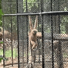 a monkey is hanging from a tree in a cage