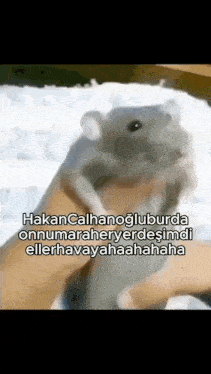 a person is holding a hamster in their hands with a caption in another language .