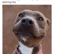 a brown and white dog wearing a pink collar is smiling and looking at the camera .